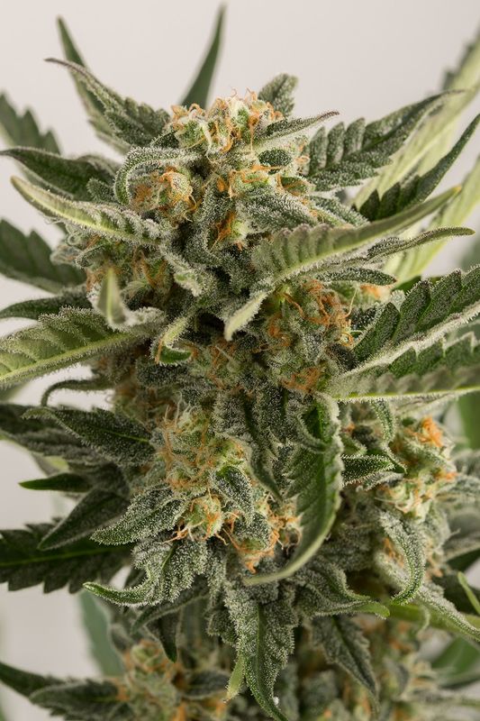 LOST COAST SKUNK AUTO - 10 UNIDADES FEMINIZADAS - HUMBOLDT SEEDS - SEMILLAS