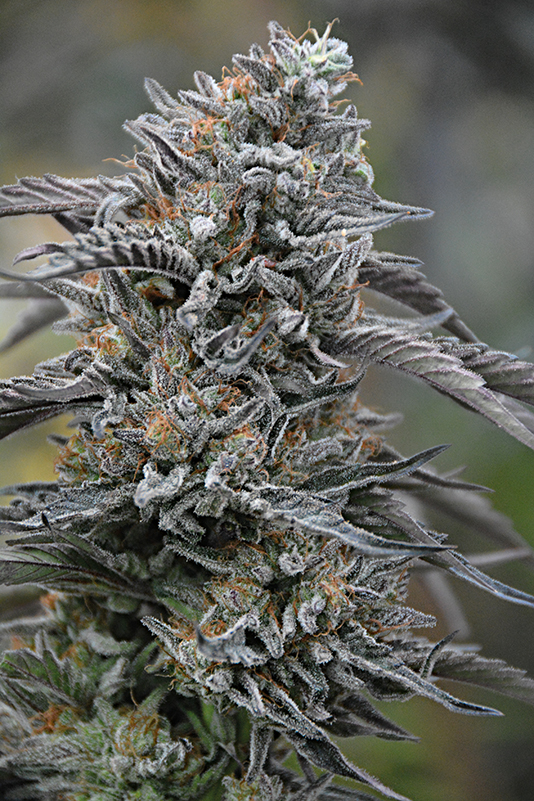 BLACK D.O.G. 100% - 25 UNIDADES FEMINIZADAS - HUMBOLDT SEEDS - SEMILLAS