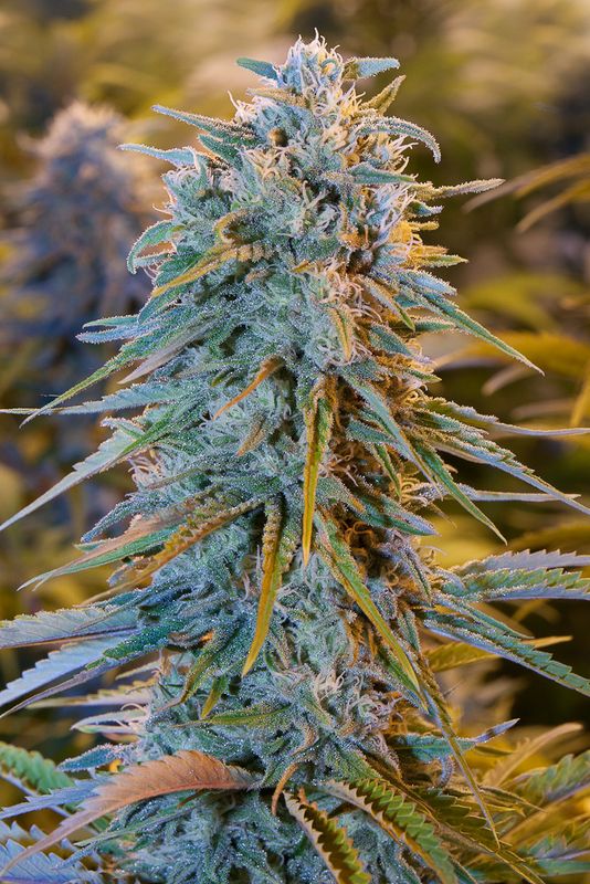BLUE DREAM - 25 UNIDADES FEMINIZADAS - HUMBOLDT SEEDS - SEMILLAS