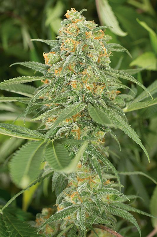 GREEN CRACK - 25 UNIDADES FEMINIZADAS - HUMBOLDT SEEDS - SEMILLAS