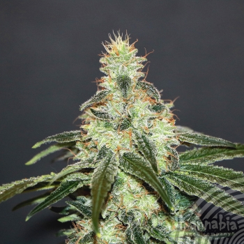 MATARO BLUE CBD - 1 UNIDAD FEMINIZADA - KANNABIA SEEDS - SEMILLAS