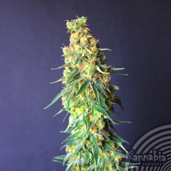 WHITE DOMINA CBD - 1 UNIDAD FEMINIZADA - KANNABIA SEEDS - SEMILLAS