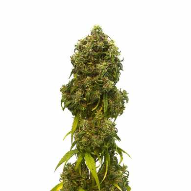 SWISS DREAM AUTO CBD - 1 UNIDAD FEMINIZADA - KANNABIA SEEDS - SEMILLAS