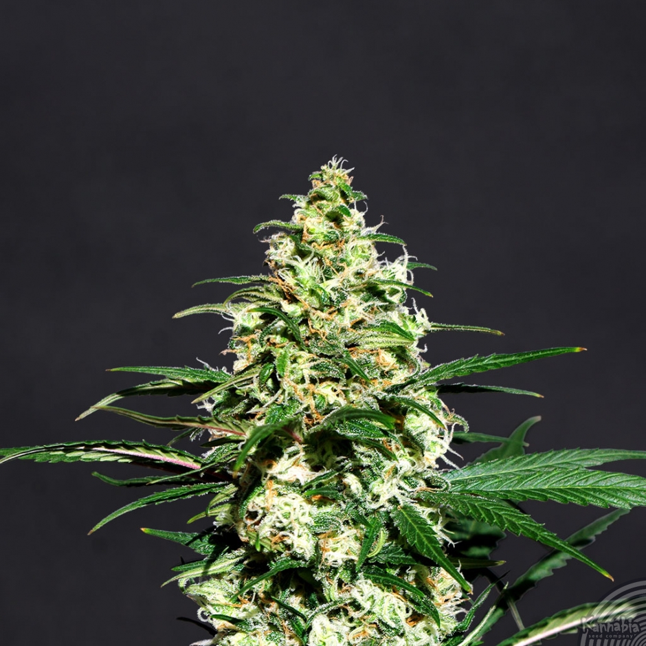 AMNESI-K - 1 UNIDAD FEMINIZADA - KANNABIA SEEDS - SEMILLAS