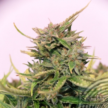 BABY BOOM AUTO CBD - 3 UNIDADES FEMINIZADAS - KANNABIA SEEDS - SEMILLAS