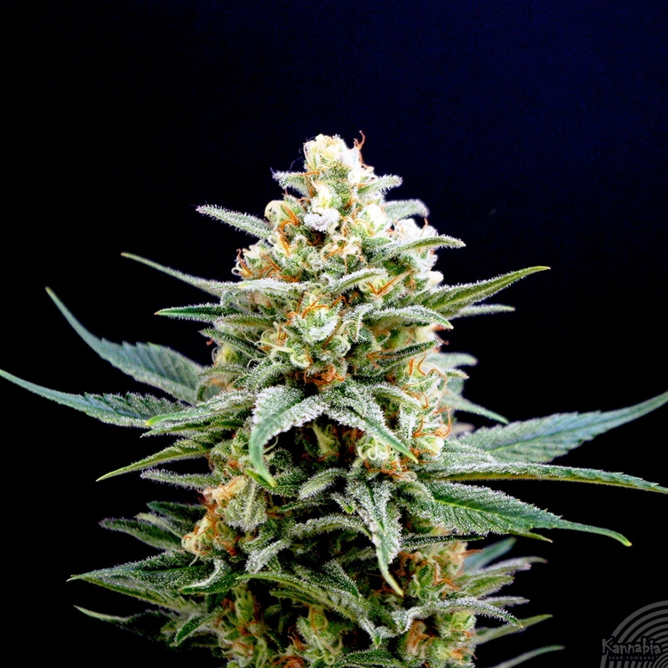 KRITIKAL-K - 5 UNIDADES FEMINIZADAS - KANNABIA SEEDS - SEMILLAS
