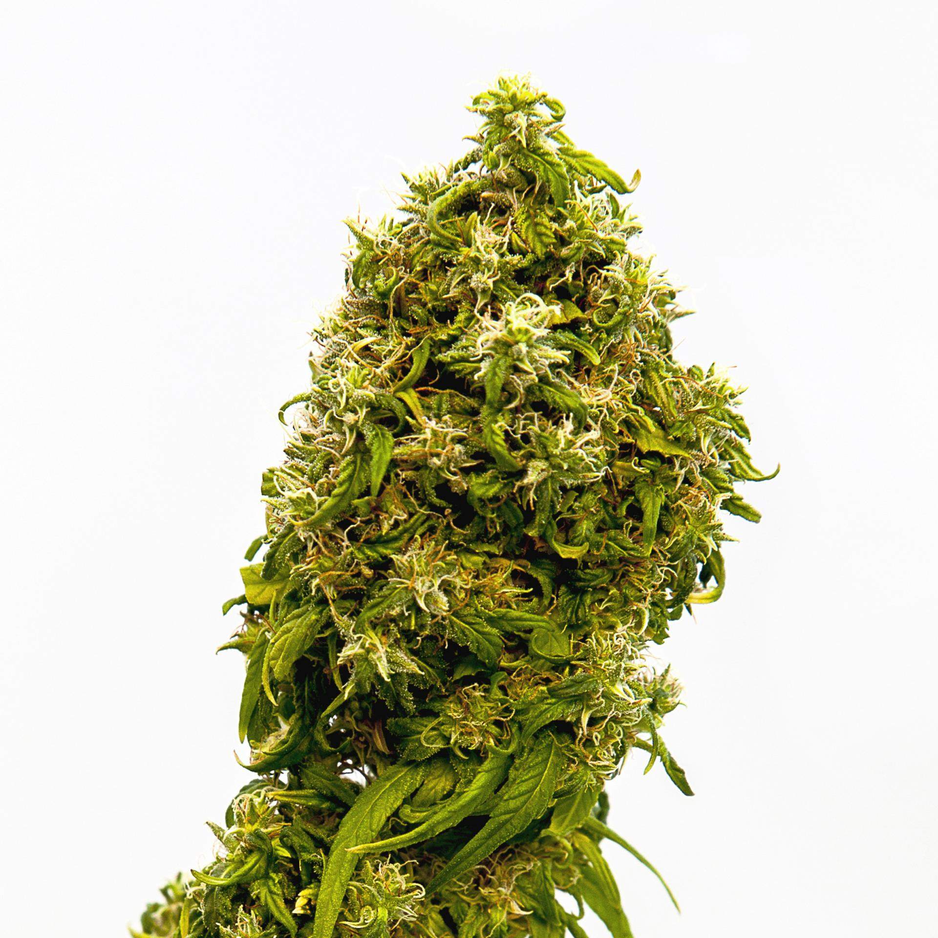 SWISS DREAM CBD - 5 UNIDADES FEMINIZADAS - KANNABIA SEEDS - SEMILLAS