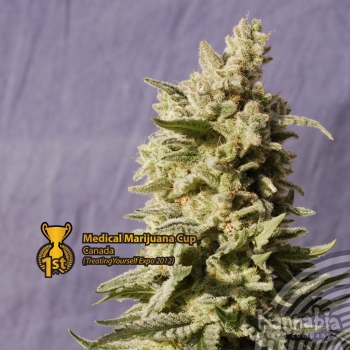 MATARO BLUE - 100 UNIDADES FEMINIZADAS - KANNABIA SEEDS - SEMILLAS