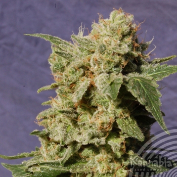 BCN DIESEL - 100 UNIDADES FEMINIZADAS - KANNABIA SEEDS - SEMILLAS