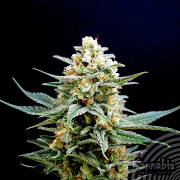 KRITICAL-K - 100 UNIDADES FEMINIZADAS - KANNABIA SEEDS - SEMILLAS