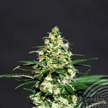AMNESI-K - 100 UNIDADES FEMINIZADAS - KANNABIA SEEDS - SEMILLAS