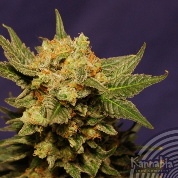 BIG BAND - 100 UNIDADES FEMINIZADAS - KANNABIA SEEDS - SEMILLAS