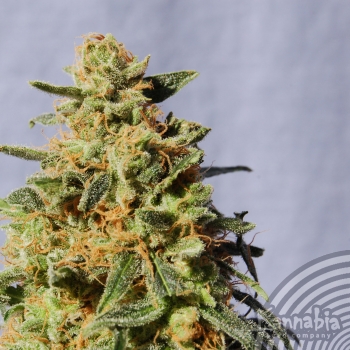WHITE DOMINA - 100 UNIDADES FEMINIZADAS - KANNABIA SEEDS - SEMILLAS