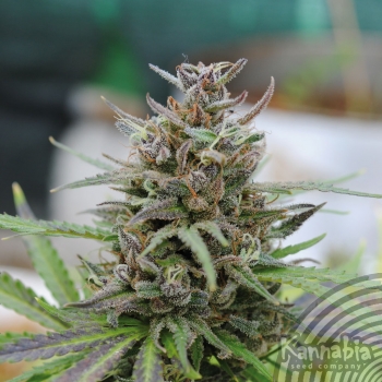 BABY BOOM AUTO - 100 UNIDADES FEMINIZADAS - KANNABIA SEEDS - SEMILLAS