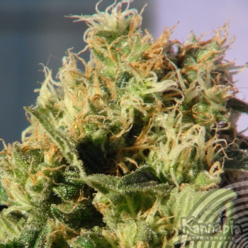 MIKROMACHINE AUTO - 100 UNIDADES FEMINIZADAS - KANNABIA SEEDS - SEMILLAS