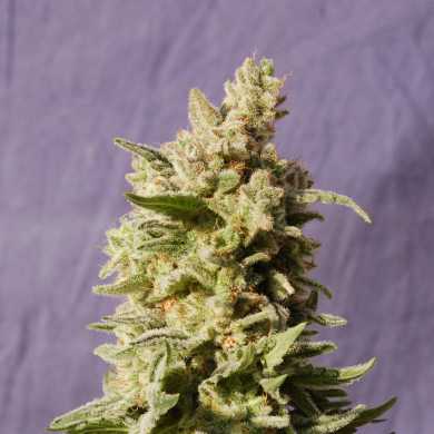MATARO BLUE - 100 UNIDADES FEMINIZADAS - KANNABIA SEEDS - SEMILLAS