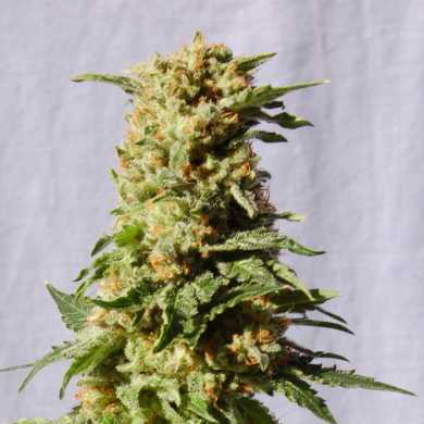 LA BLANCA - 100 UNIDADES FEMINIZADAS - KANNABIA SEEDS - SEMILLAS