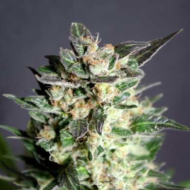 DIESEL GLUE - 100 UNIDADES FEMINIZADAS - KANNABIA SEEDS - SEMILLAS
