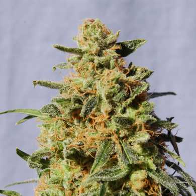 WHITE DOMINA - 100 UNIDADES FEMINIZADAS - KANNABIA SEEDS - SEMILLAS