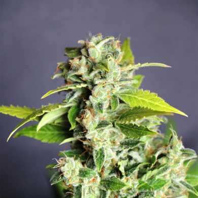 MIKROMACHINE AUTO - 100 UNIDADES FEMINIZADAS - KANNABIA SEEDS - SEMILLAS