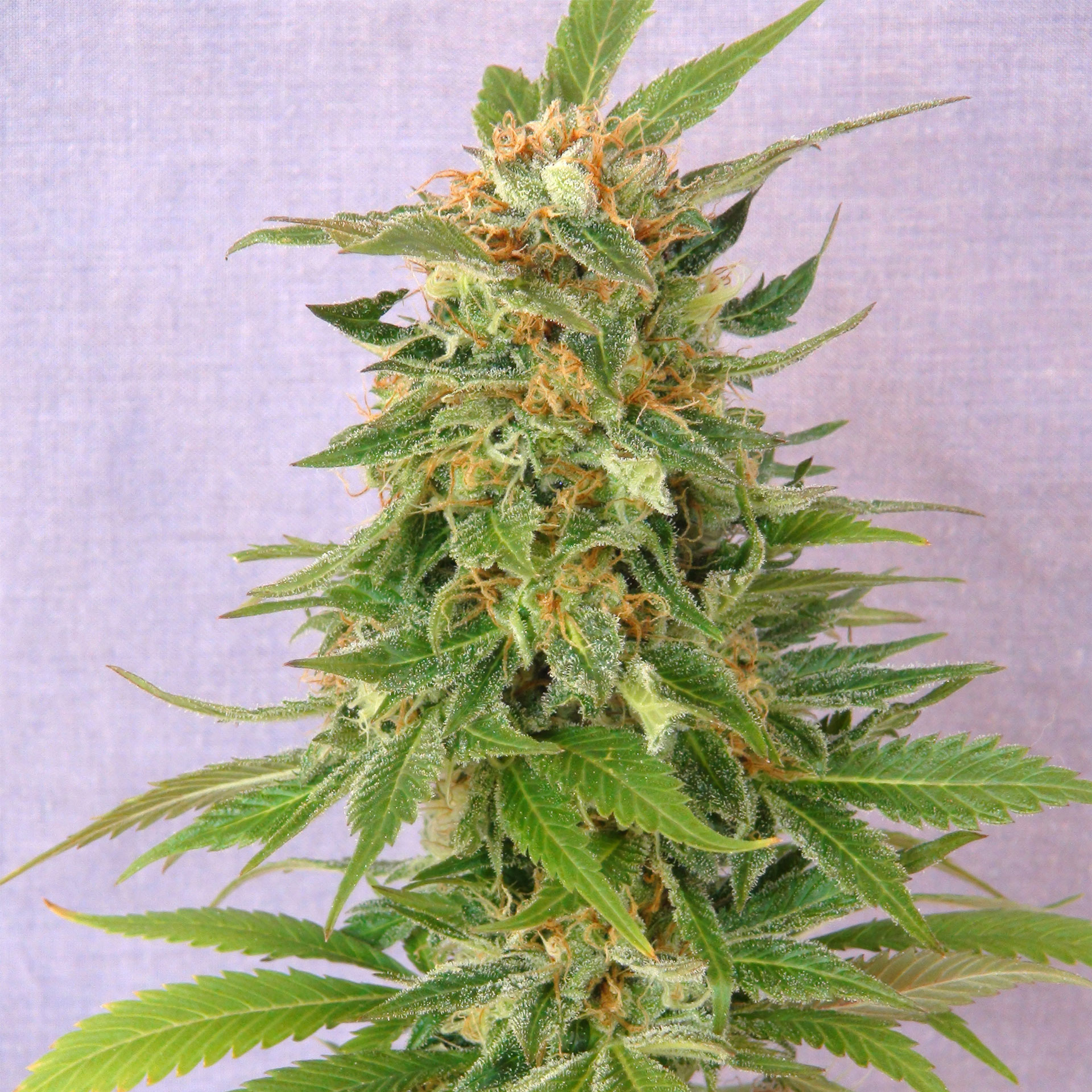 GINGER PUNCH AUTO - 100 UNIDADES FEMINIZADAS - KANNABIA SEEDS - SEMILLAS