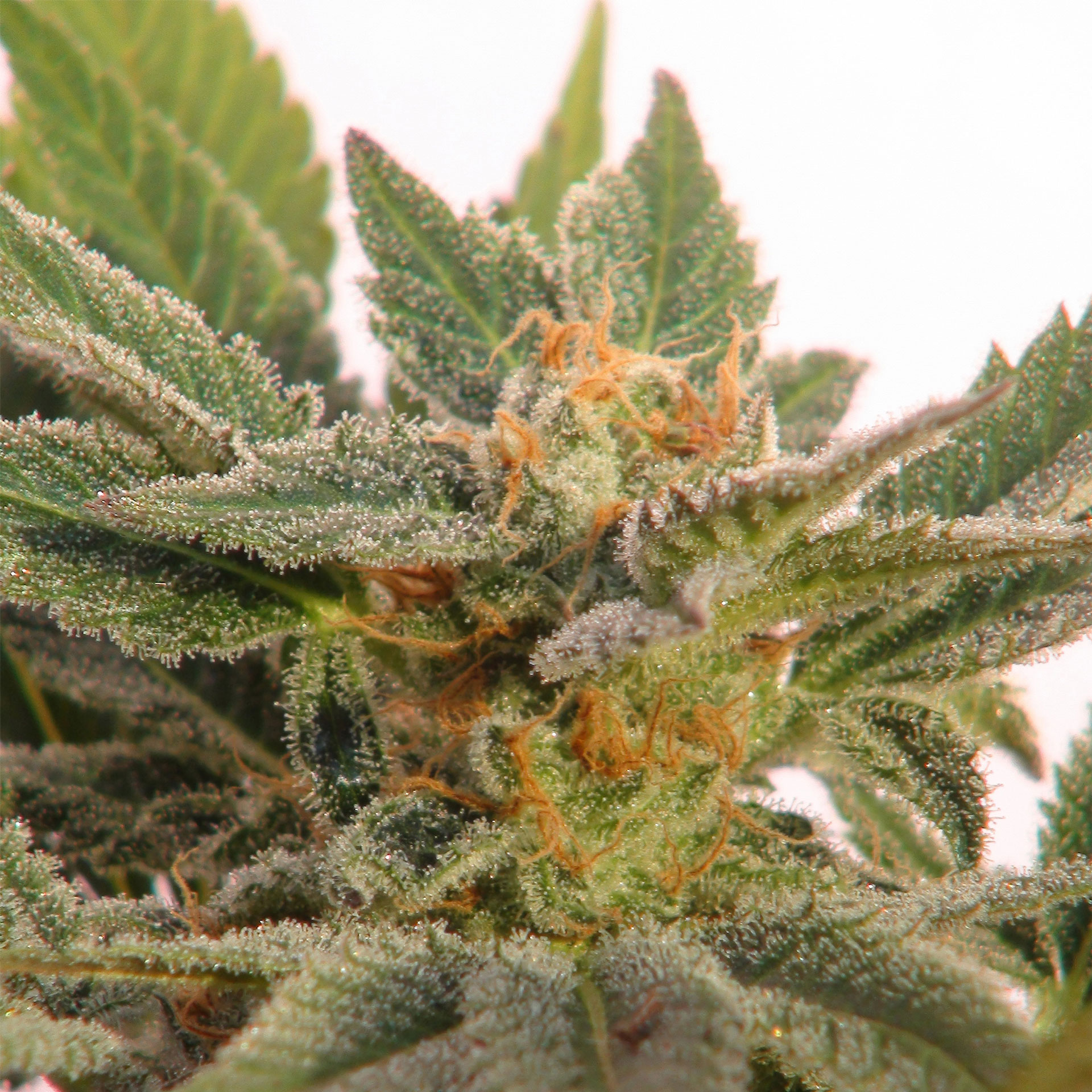 KRITIC AUTO - 100 UNIDADES FEMINIZADAS - KANNABIA SEEDS - SEMILLAS
