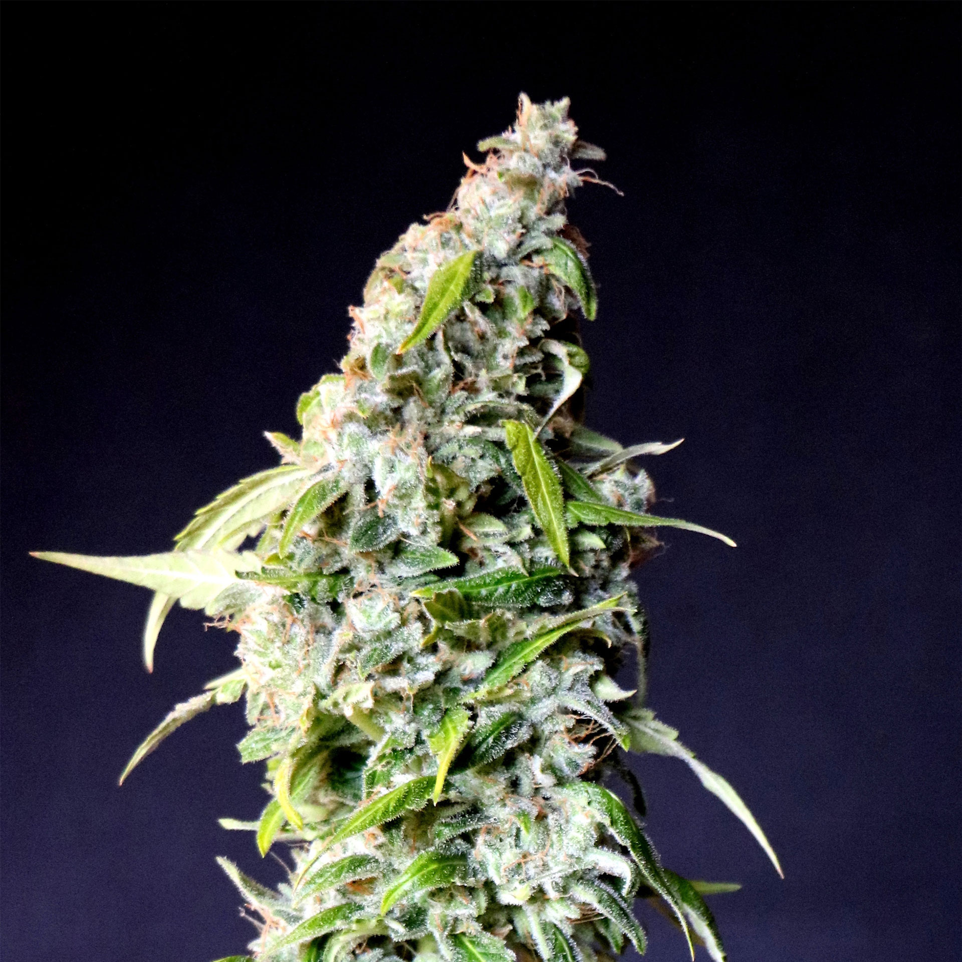 SPEEDY BOOM AUTO - 100 UNIDADES FEMINIZADAS - KANNABIA SEEDS - SEMILLAS