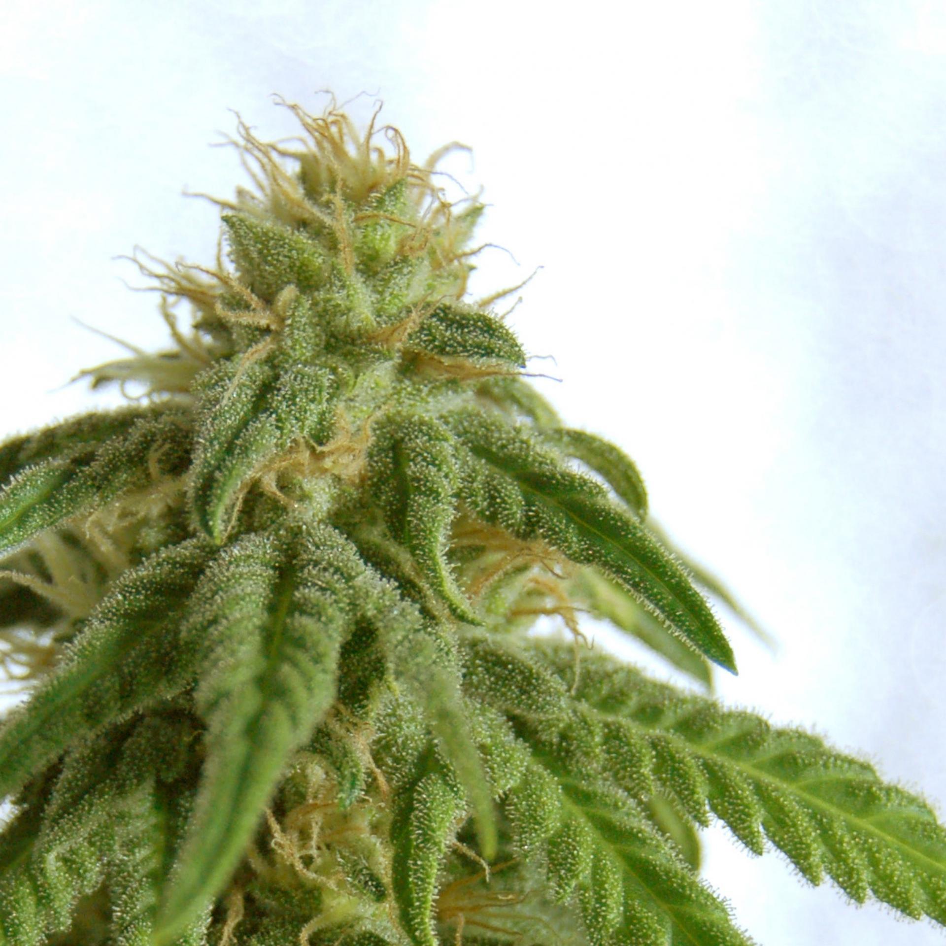 AFRODITE - 100 UNIDADES FEMINIZADAS - KANNABIA SEEDS - SEMILLAS