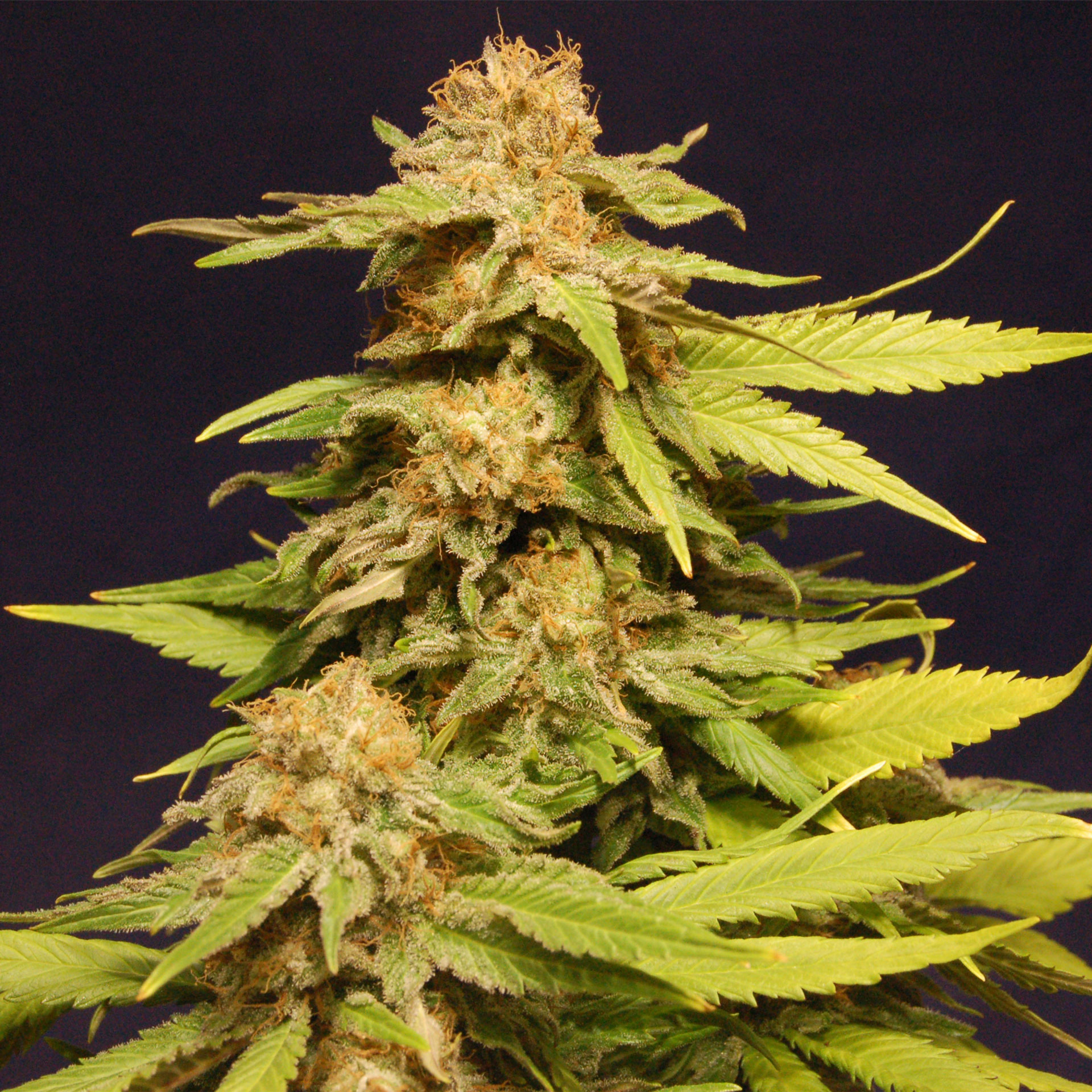BIG BULL - 100 UNIDADES FEMINIZADAS - KANNABIA SEEDS - SEMILLAS