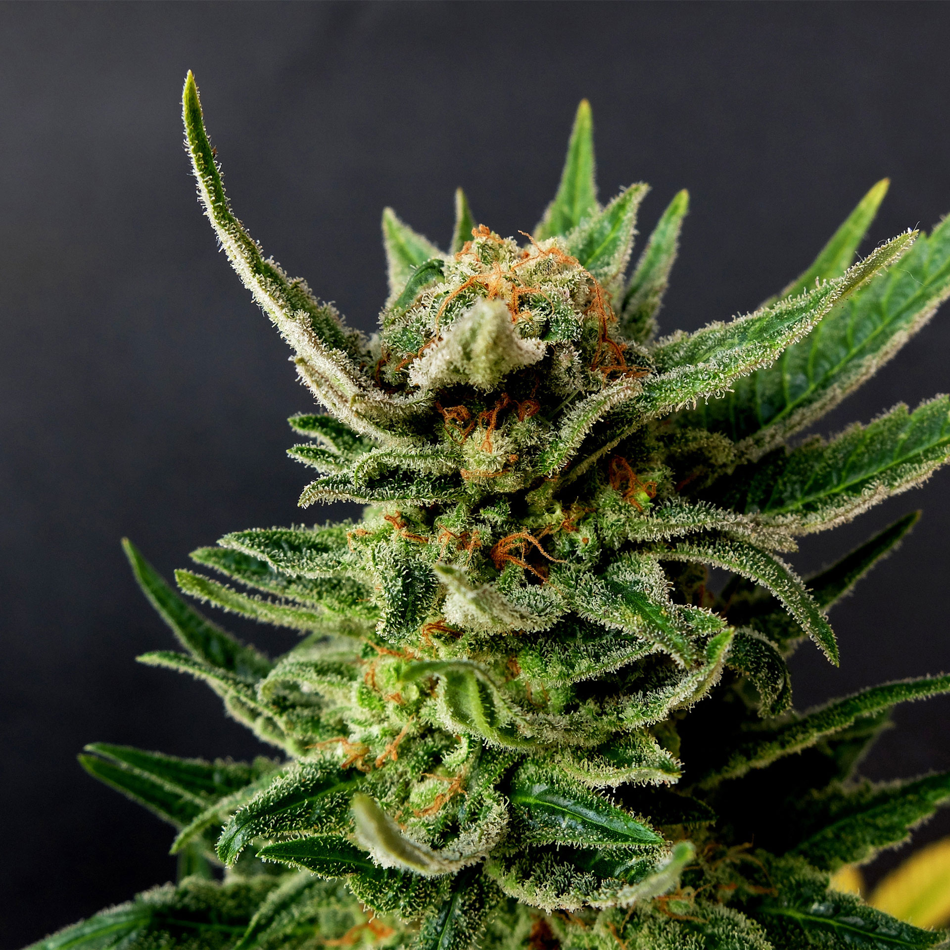 GYPSY KUSH - 100 UNDL FEMINIZADAS - KANNABIA SEEDS - SEMILLAS