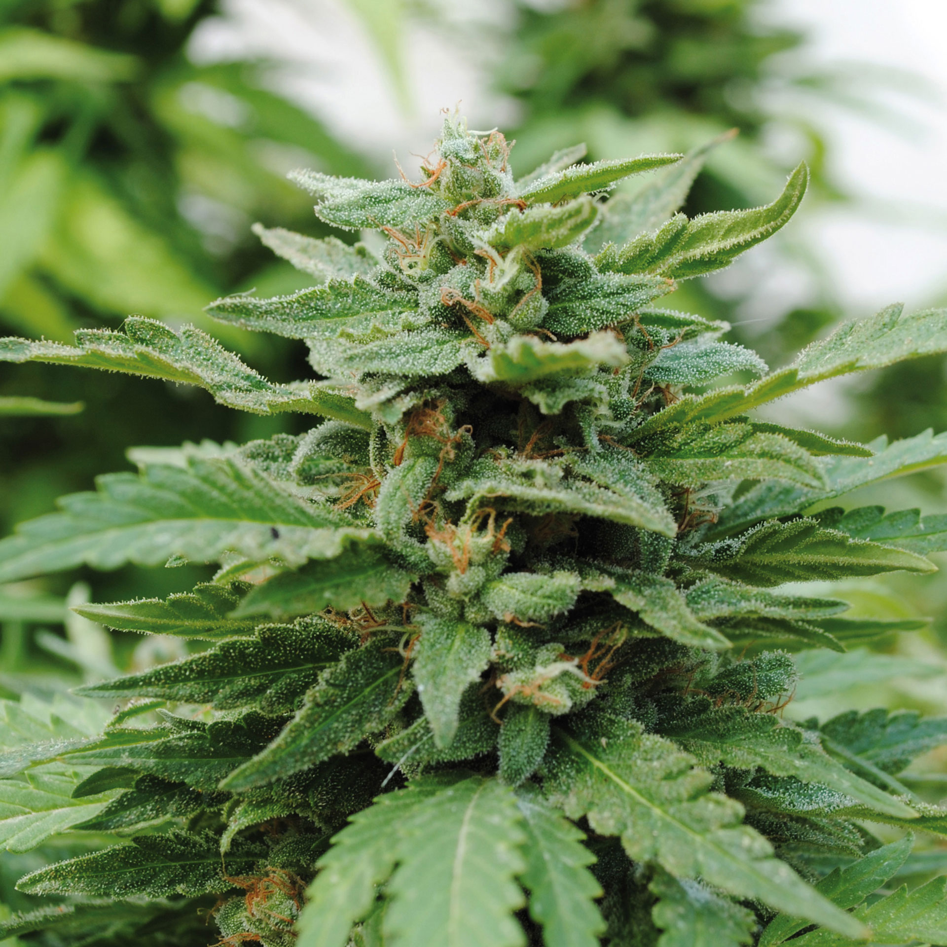 KARIBBEAN MANGO - 100 UNIDADES FEMINIZADAS - KANNABIA SEEDS - SEMILLAS