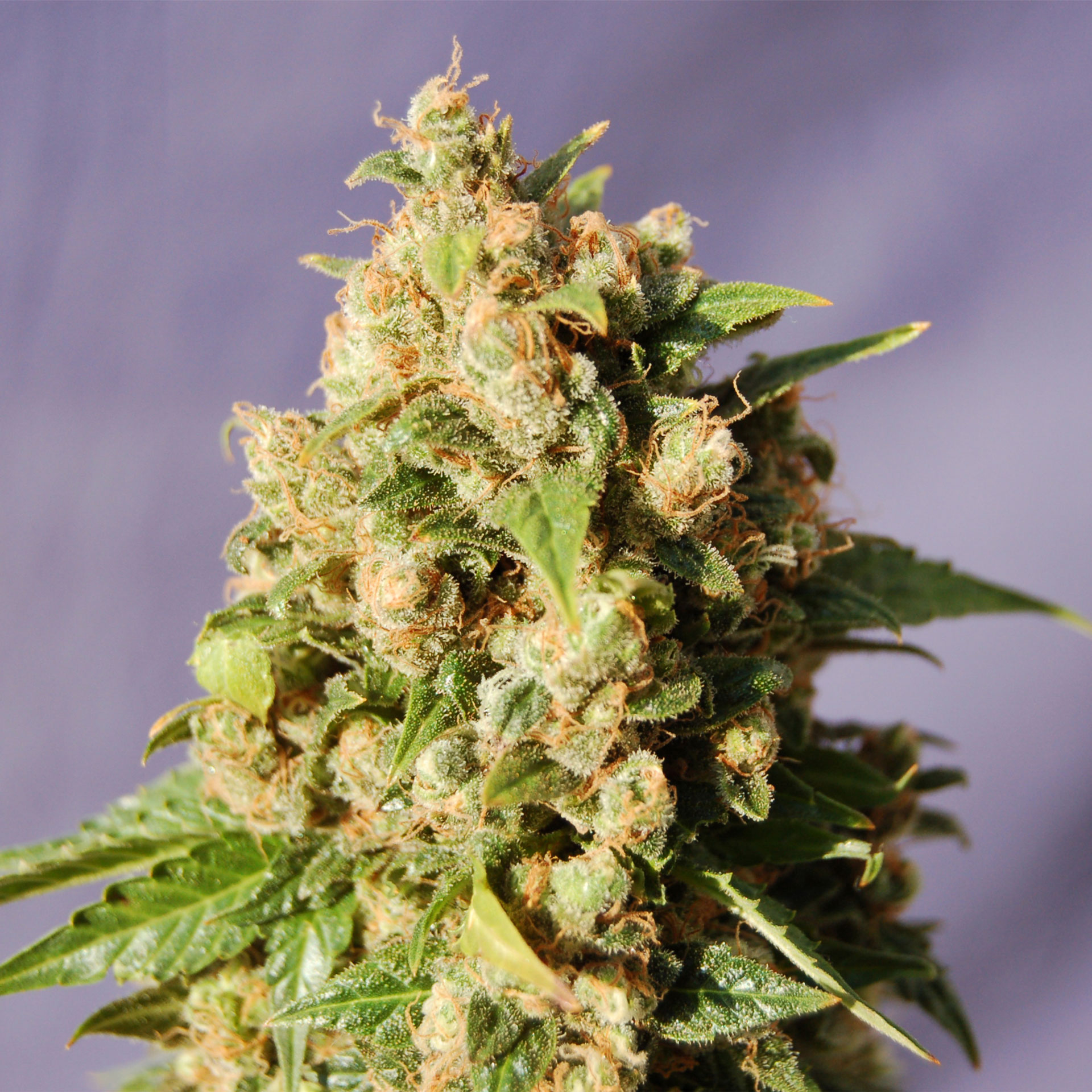 KISS - 100 UNIDADES FEMINIZADAS - KANNABIA SEEDS - SEMILLAS