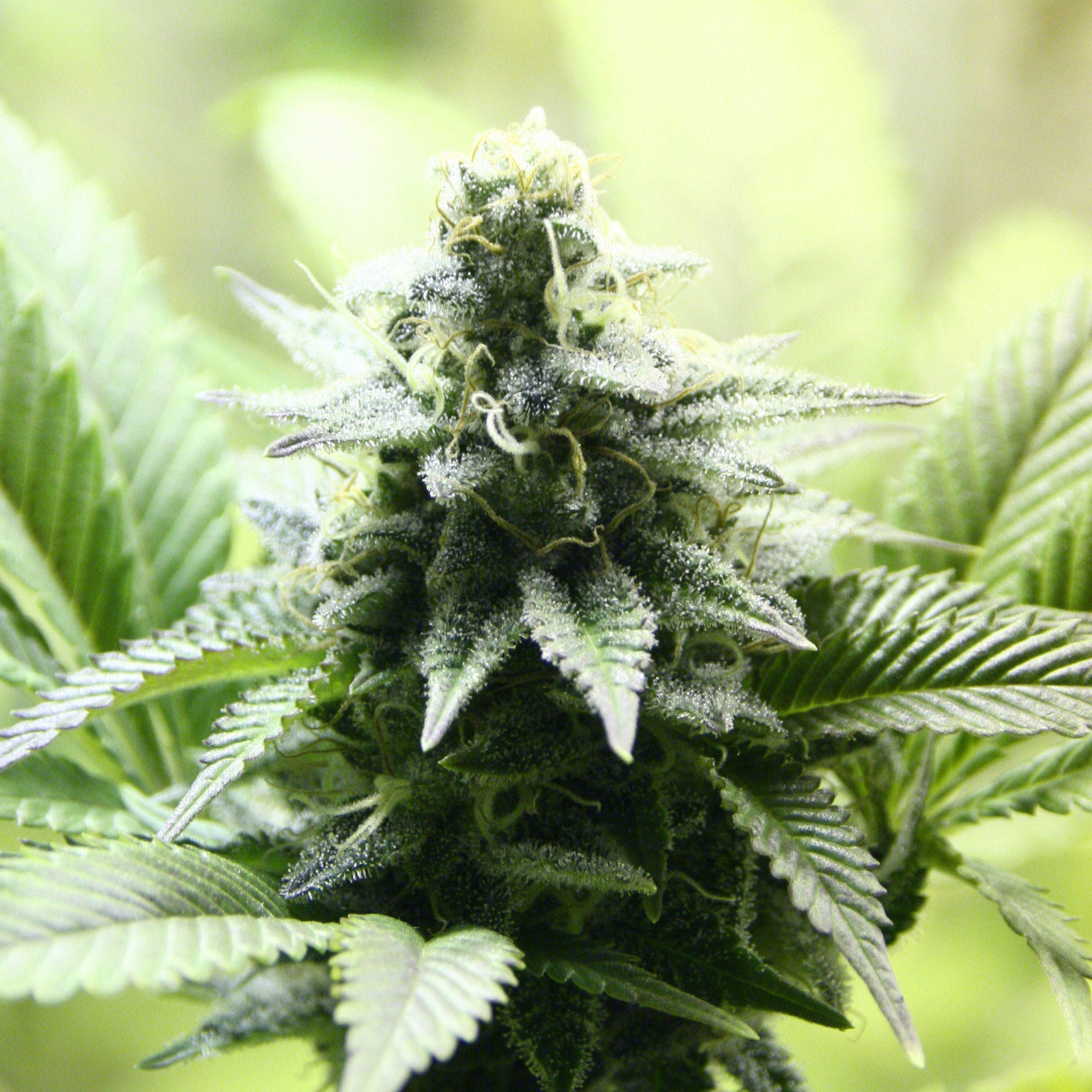 KREAMY KARAMEL - 100 UNIDADES FEMINIZADAS - KANNABIA SEEDS - SEMILLAS