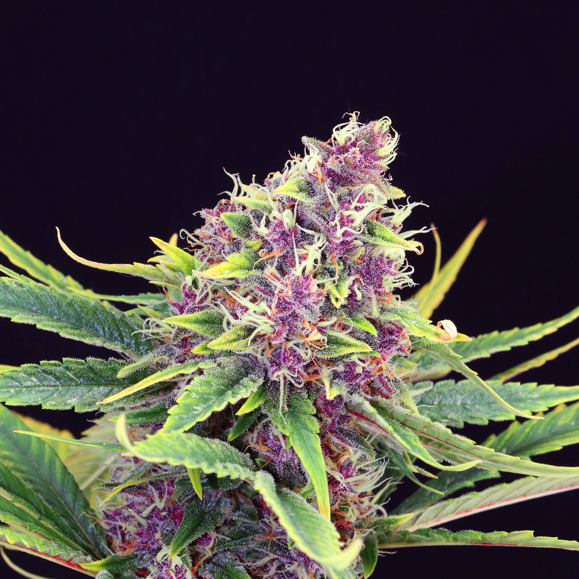 PURPLE KUSH - 100 UNIDADES FEMINIZADAS - KANNABIA SEEDS - SEMILLAS