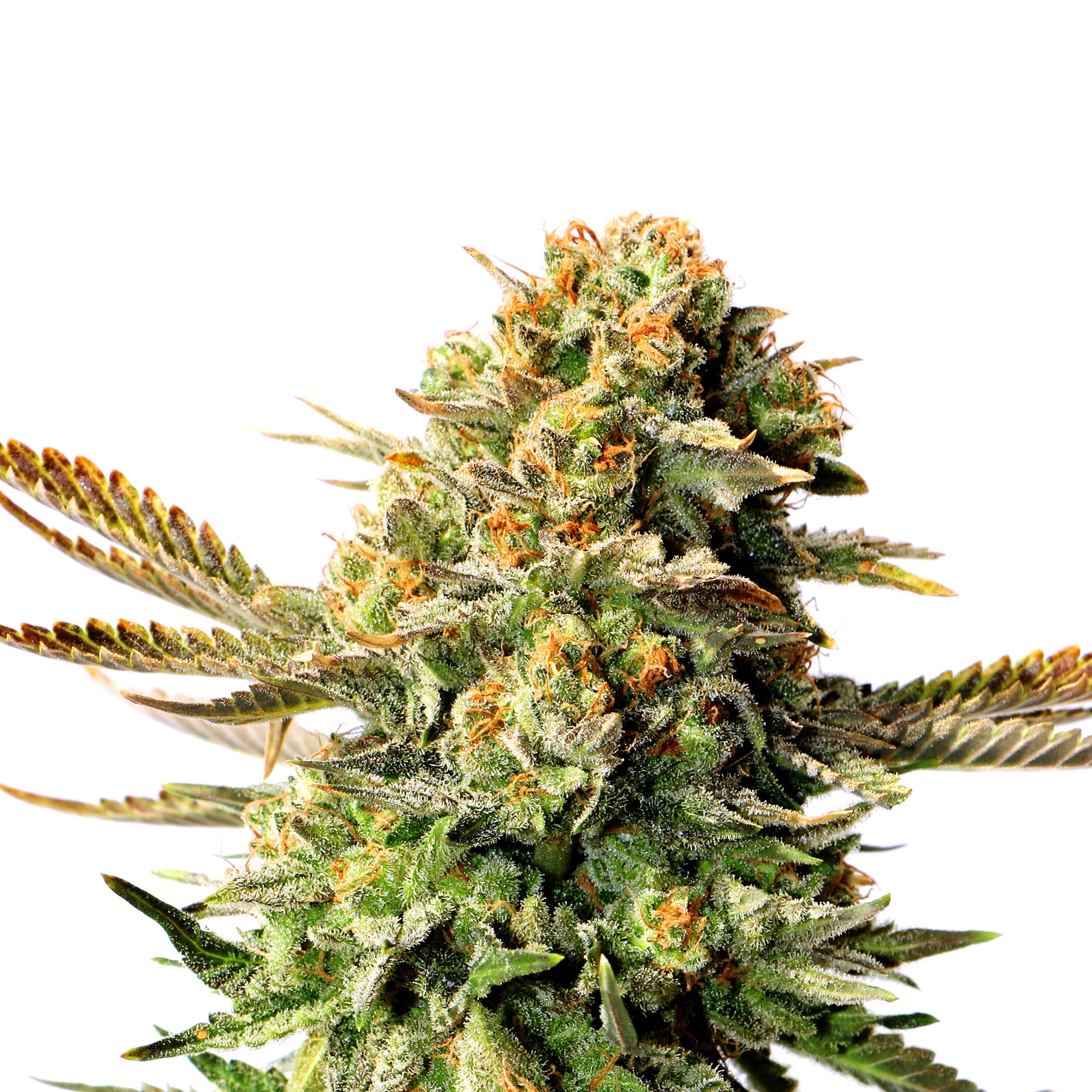 RUSSIAN DOLL - 100 UNIDADES FEMINIZADAS - KANNABIA SEEDS - SEMILLAS