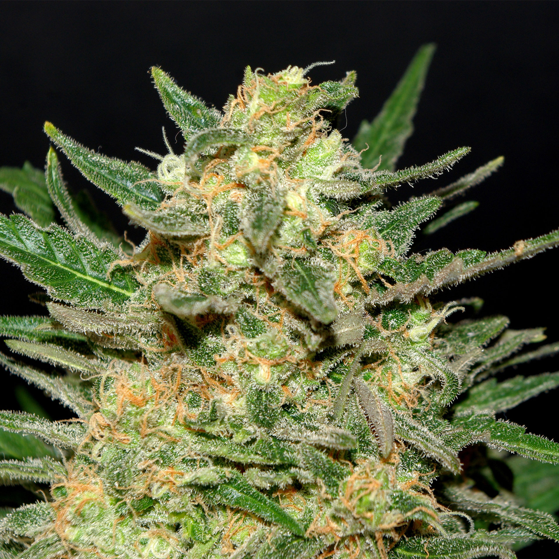 THAI FANTASY - 100 UNIDADES FEMINIZADAS - KANNABIA SEEDS - SEMILLAS