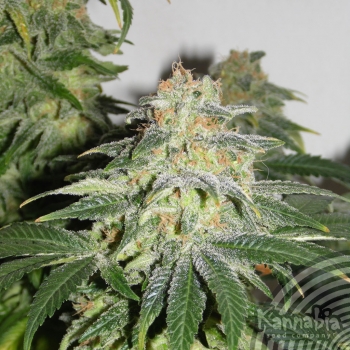 MUÑEKA RUSA - 10 UNIDADES FEMINIZADAS - KANNABIA SEEDS - SEMILLAS