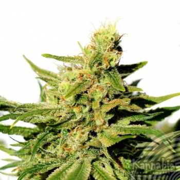 BCN DIESEL CBD - 10 UNIDADES FEMINIZADAS - KANNABIA SEEDS - SEMILLAS