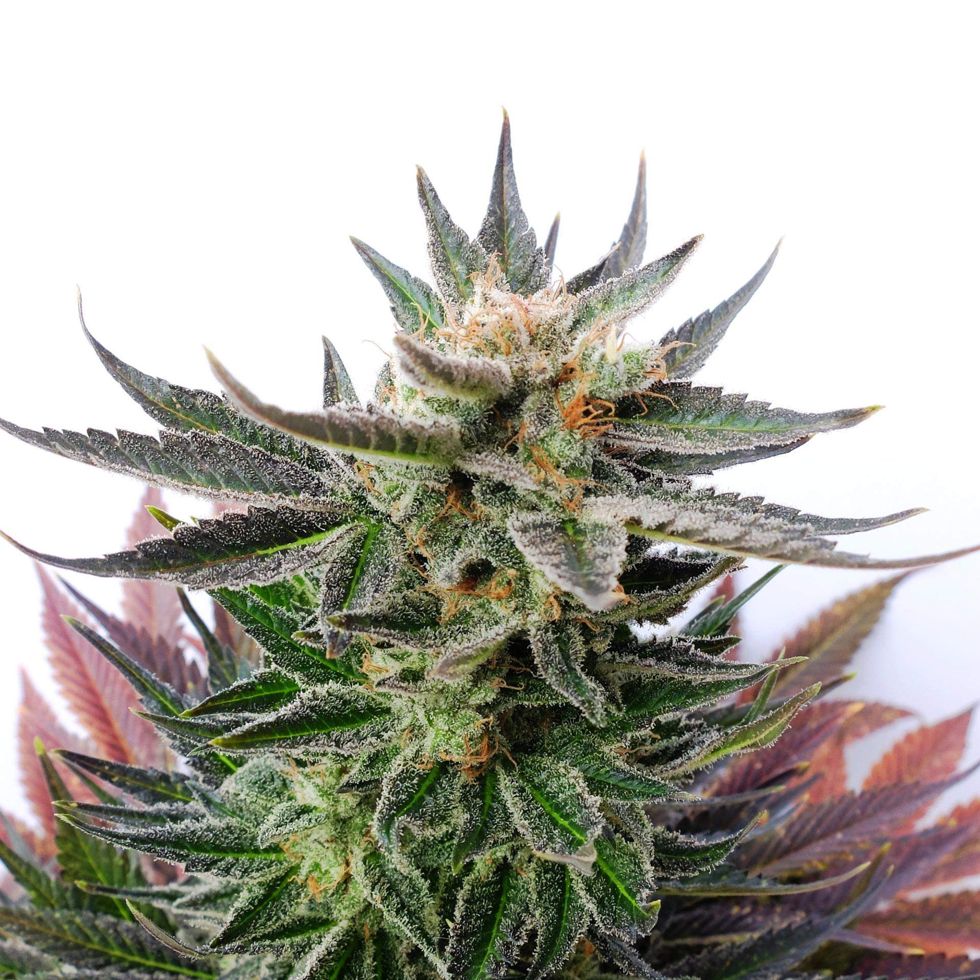 LOL - 10 UNIDADES FEMINIZADAS - KANNABIA SEEDS - SEMILLAS