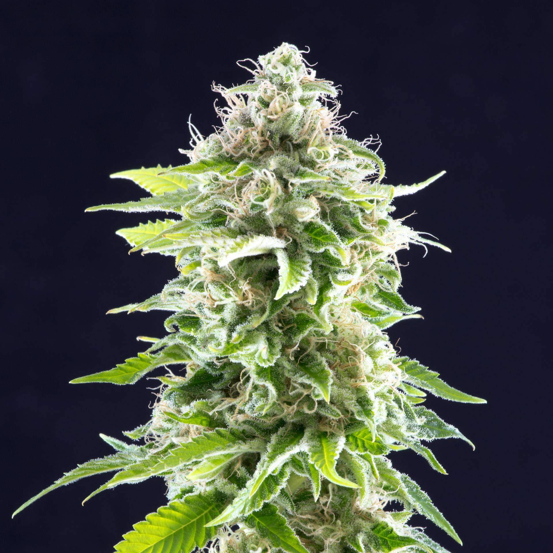 COOKIES HAZE - 10 UNIDADES FEMINIZADAS - KANNABIA SEEDS - SEMILLAS
