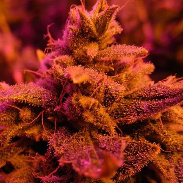 MASTER KUSH - 3 UNIDADES FEMINIZADAS - NIRVANA - SEMILLAS