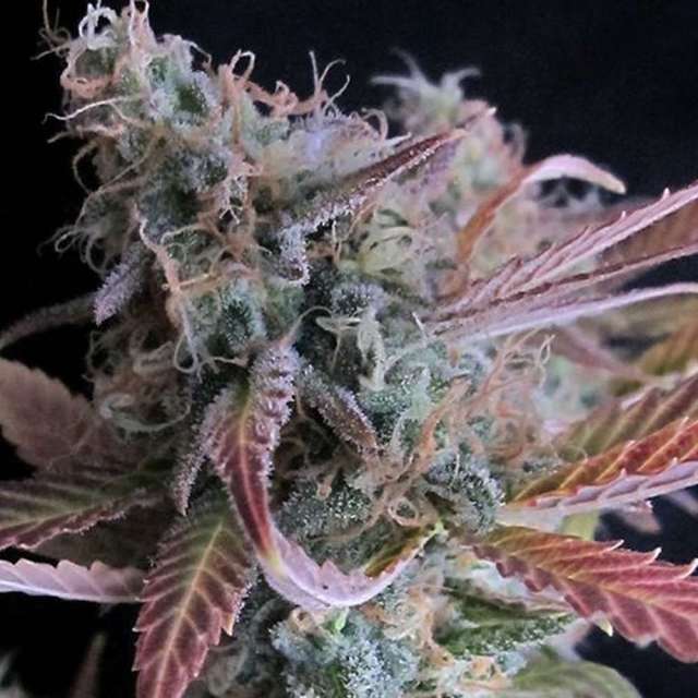 RASPBERRY COUGH - 3 UNIDADES FEMINIZADAS - NIRVANA - SEMILLAS