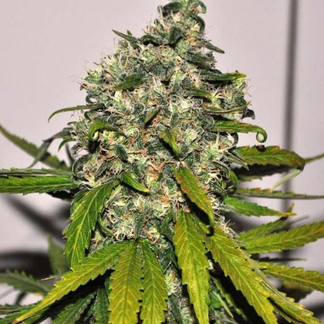 AUTO AK-48 - 3 UNIDADES FEMINIZADAS - NIRVANA - SEMILLAS