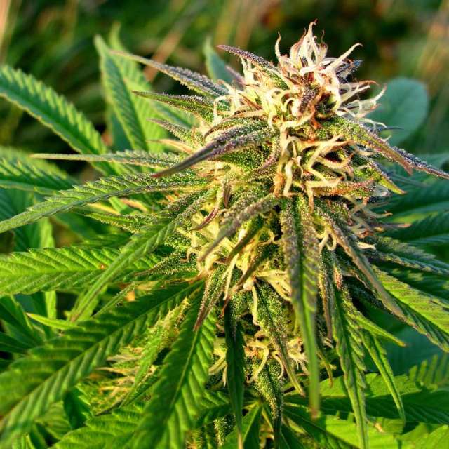 AUTO BLUE MYSTIC - 3 UNIDADES FEMINIZADAS - NIRVANA - SEMILLAS
