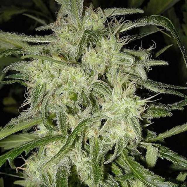 AUTO LEMON OG HAZE - 3 UNIDADES FEMINIZADAS - NIRVANA - SEMILLAS
