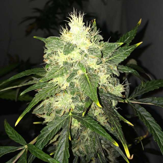 AUTO OG KUSH - 3 UNIDADES FEMINIZADAS - NIRVANA - SEMILLAS
