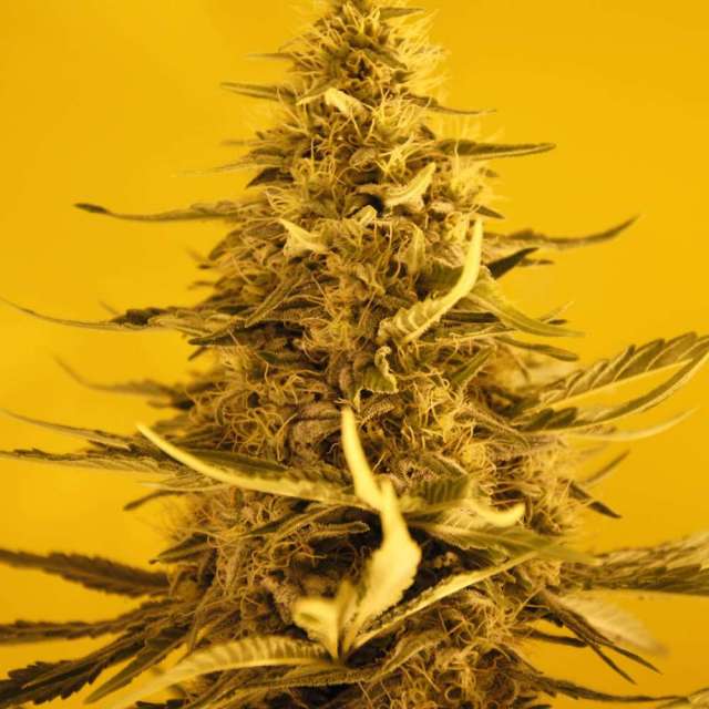AUTO WHITE WIDOW - 3 UNIDADES FEMINIZADAS - NIRVANA - SEMILLAS