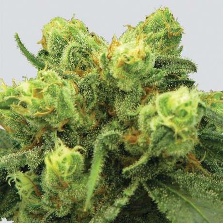 PRE-99 BIG BUD - 5 UNIDADES FEMINIZADAS - NIRVANA - SEMILLAS