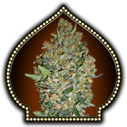 6 UND FEM - FEMINIZED COLLECTION 1 - - 00 SEEDS - SEMILLAS