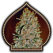 6 UND FEM - AUTOMATIK COLLECTION 1 - - 00 SEEDS - SEMILLAS